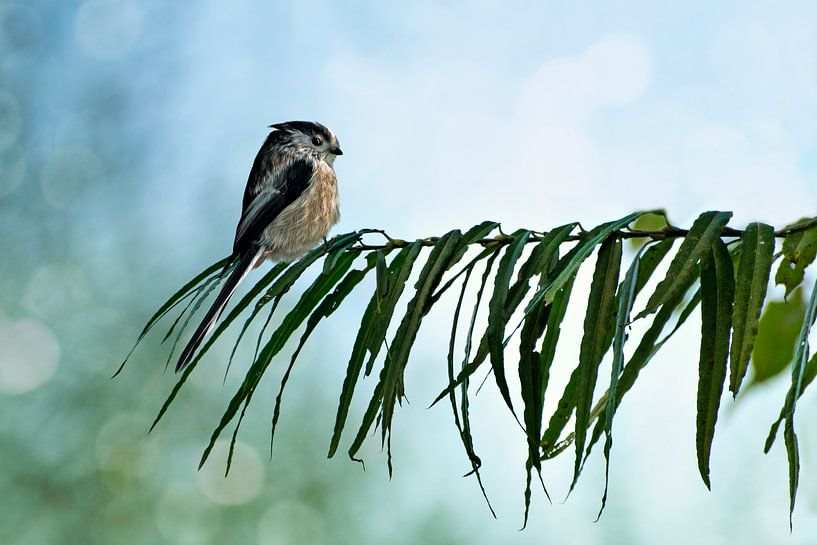 Staartmees von Jeannette Penris