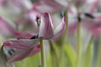 Blossomed tulips