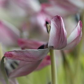 Blühende Tulpen von Bianca Muntinga