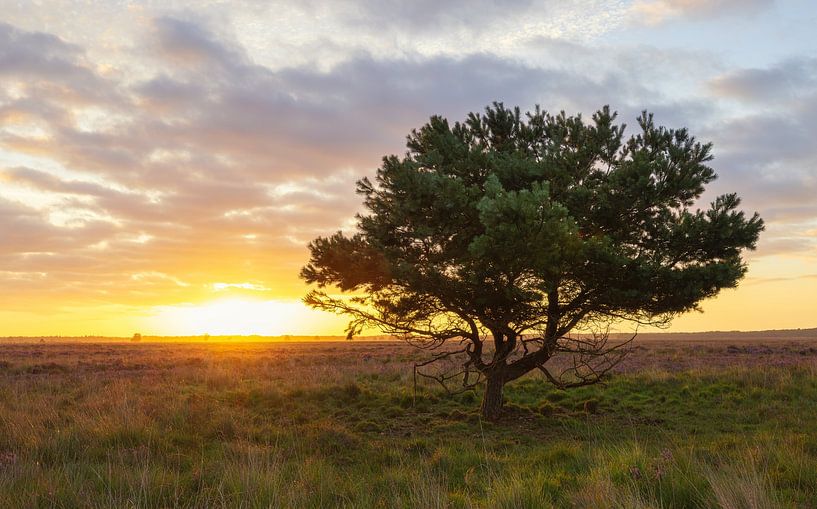 Sunrise Dwingelderveld (Netherlands) by Marcel Kerdijk