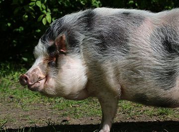 Minnesota-Minischwein von Matthias Brix