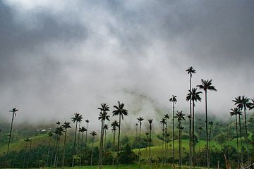 Palmenlandschaft im Cocora-Tal von NZME Photography