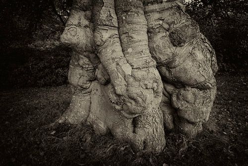 Gnarled beech trunk by Franke de Jong