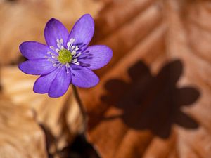 Leberblümchen