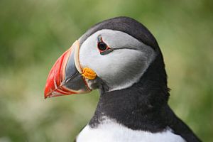 [impressions of scotland] - puffin portrait van Meleah Fotografie