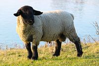 A white sheep in the wild