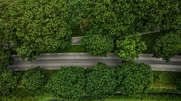 Abstraction l Road with treetops l South Holland l top view by Gert jan Aret