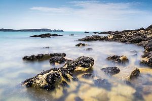 Mussel