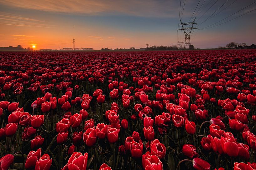 orange sun over red tulip field by peterheinspictures