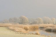 Bevroren winter rivierlandschap met vorst op het riet en bomen van Sjoerd van der Wal Fotografie thumbnail