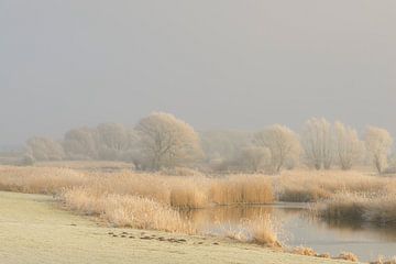 Frozen winter river landscape with frost on the reed and trees