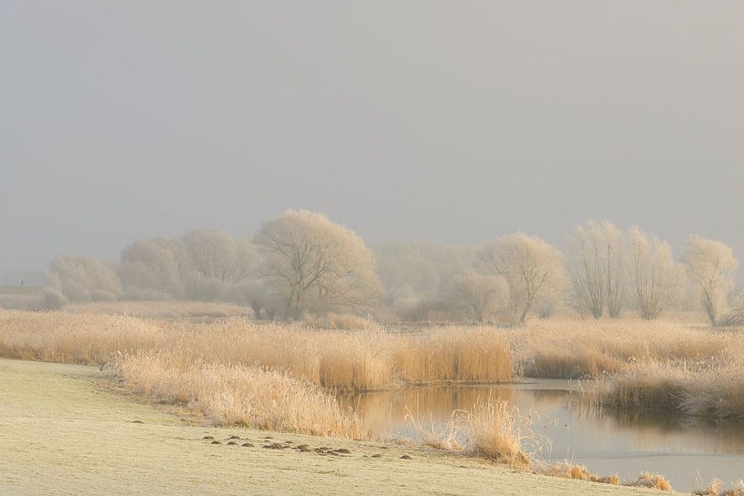 Bevroren winter rivierlandschap met vorst op het riet en bomen van Sjoerd van der Wal Fotografie