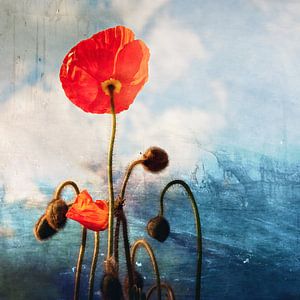 Mohnblumen vor einem abstrahierten Himmel