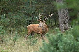 Red deer by Albert Rap