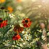 Zomerse Bloemen pracht in Zonlicht van Femke Ketelaar