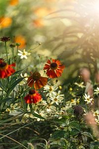 Sommerblumen im Sonnenlicht