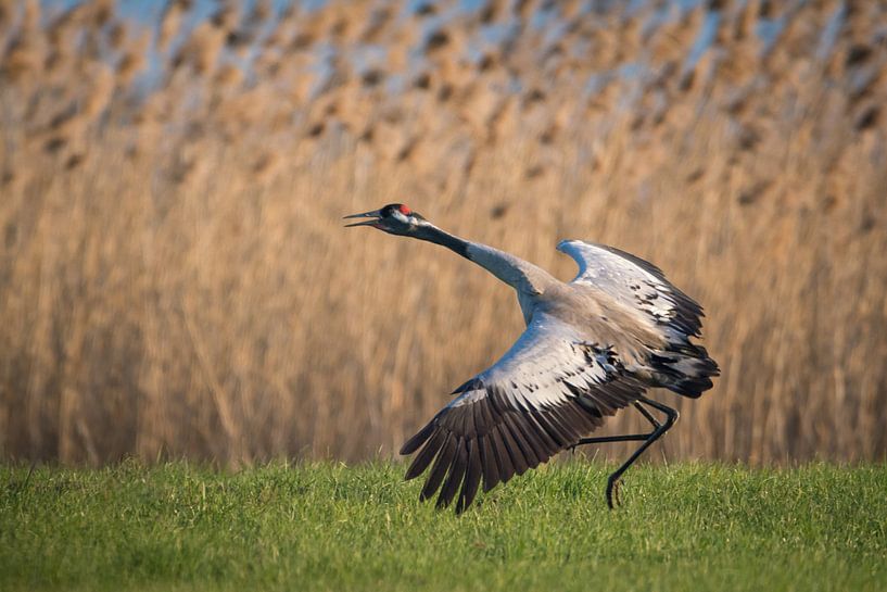 Kranich tanzt auf der Wiese von Tobias Luxberg
