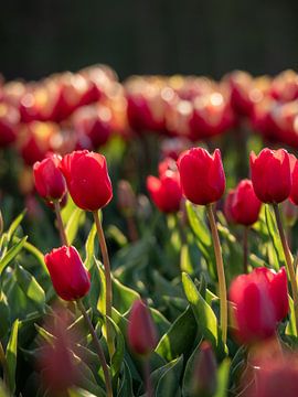 Tulipes hollandaises rouges au coucher du soleil sur Saranda Hofstra