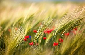 Feld mit Wildblumen