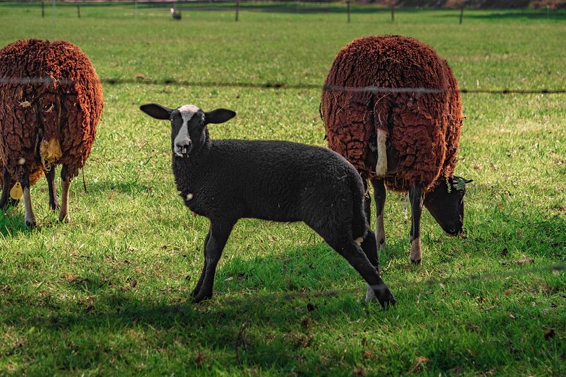 Lamb in Spring by Maico.O