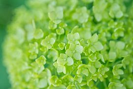 Lime Green Hydrangea