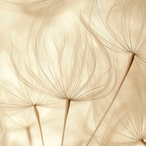 Paardenbloem droomwereld