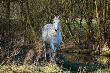 Wit paard komt uit het bos van T. Berrevoet