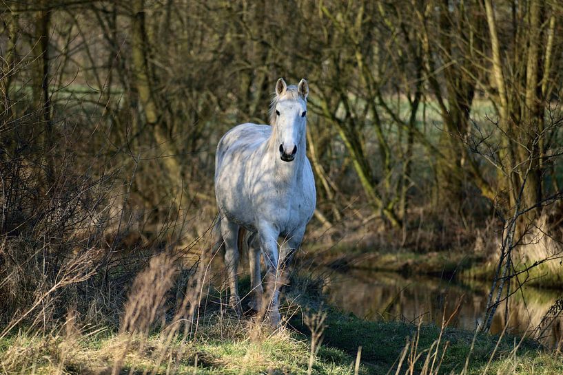 Le cheval blanc vient de la forêt par T. Berrevoet