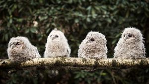 Four wood owl chicks