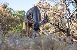 Mule deer grazing in Arches National Park, USA by Maarten Oerlemans