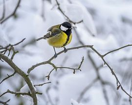 Close-up of a great tit on a snow-covered tree