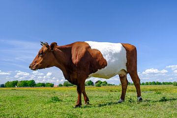 Nederlandse Lakenvelder koe in het Vechtdal tijdens een lentedag van Sjoerd van der Wal