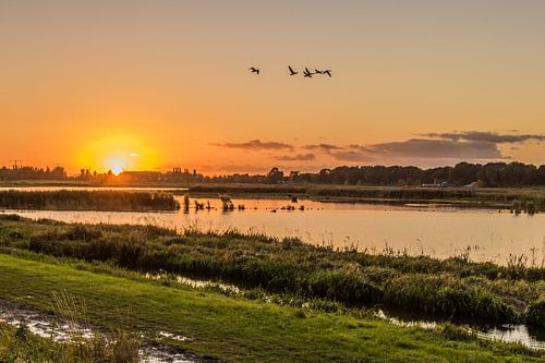 New Dordt Biesbosch sunset