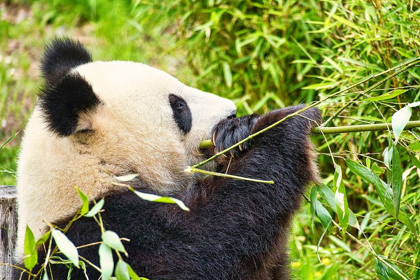 Reuzenpanda die bamboe eet. De bedreigde beer uit Azië met zwarte van Martin Köbsch