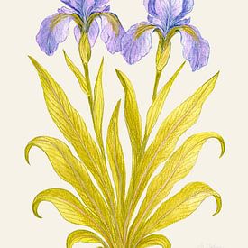 Iris von stiller Eleganz – Antiker Leinenhintergrund von Piret Victoria Ribas Art & Photography