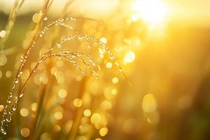 Tautropfen im Morgenlicht