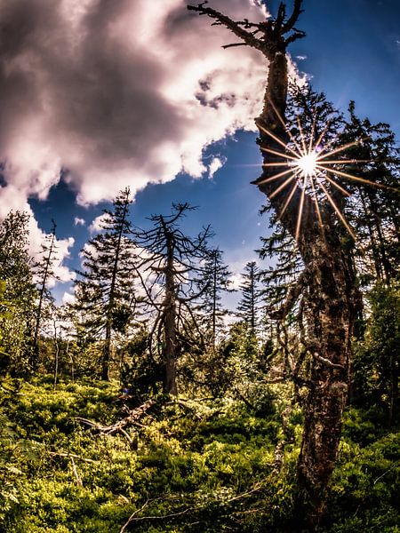 Alter Baum von Marcus Lanz