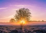 Zonsopkomst, De Hoorneboegse Heide van Anthony Trabano thumbnail