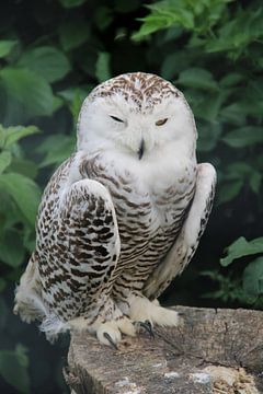 Winters Wise The Snowy Owl by Foto Moments by M. J. Leenders
