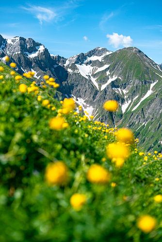 Trollenbloemen in de Allgäuer Alpen