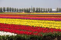 Tulip field