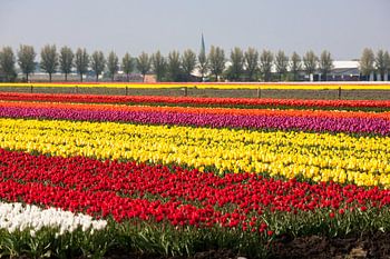 Tulpen im Fruehjahr