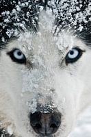 Husky 'Romantico'