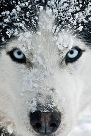 Husky 'Romantico' van Brenda Gonzalez