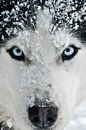 Husky 'Romantico' van Brenda Gonzalez thumbnail