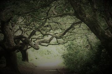 Krullende takken in de tuin van Culzean Castle van Hannelore