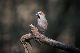 Apfelfink von Marian van der Kallen Fotografie