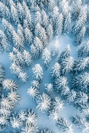 Winter forest by Poster Art Shop