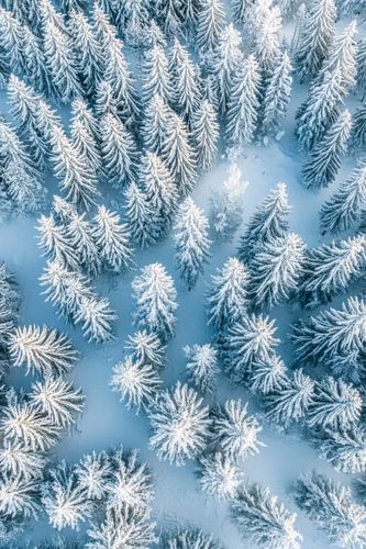 Forêt hivernale