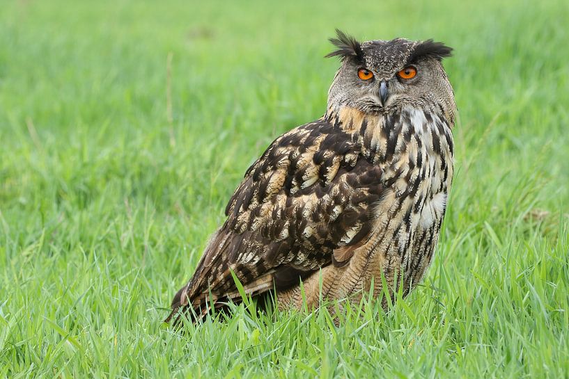 Porträt eines europäischen Uhus von Ronald Pol